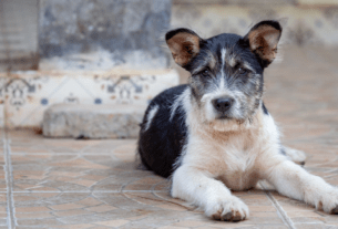 12 Razões para Adotar um Pet Vira-Lata