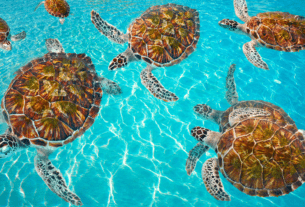 3 Tipos de Tartarugas para Ter em Casa