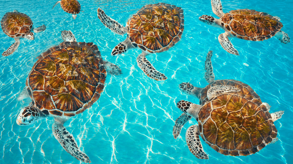 3 Tipos de Tartarugas para Ter em Casa