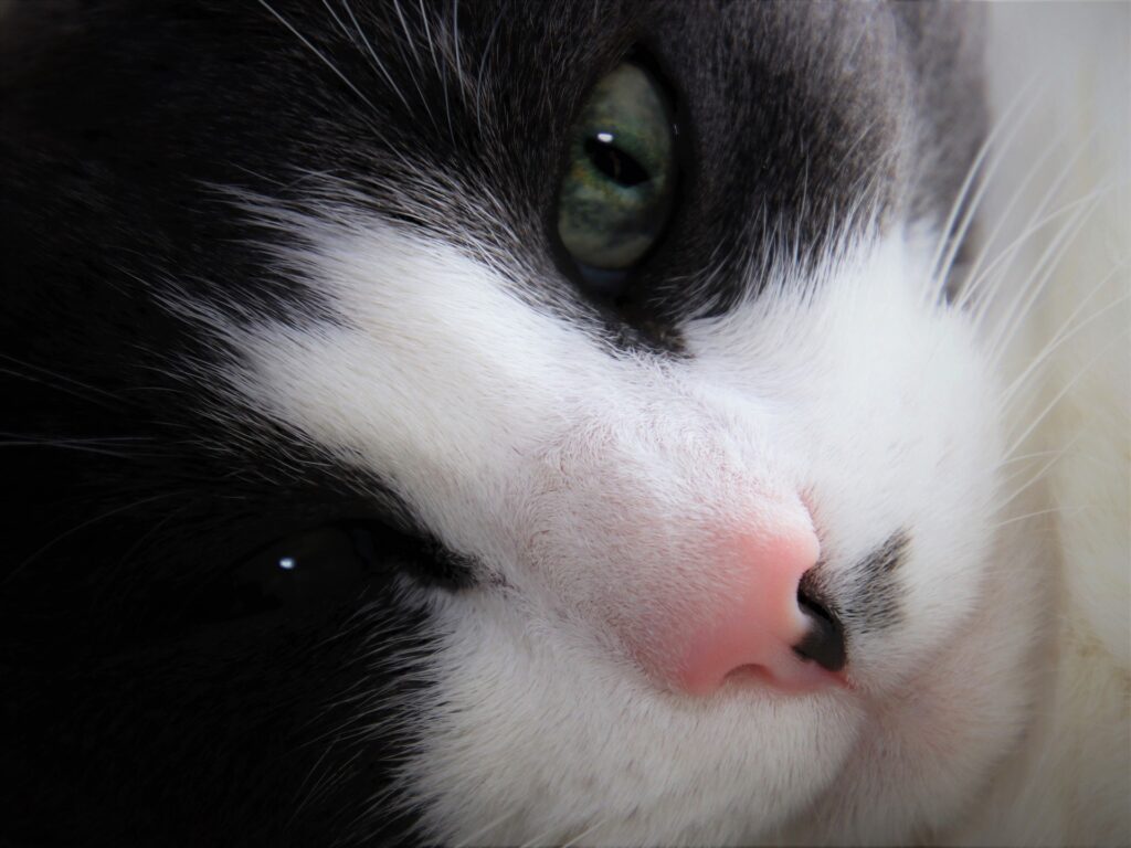 Amor e Carinhos aos Pets