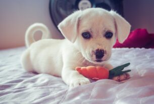 Amor e Carinhos aos Pets