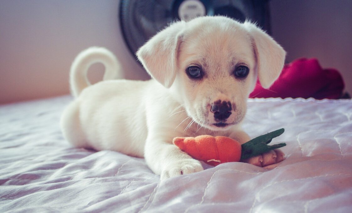Amor e Carinhos aos Pets
