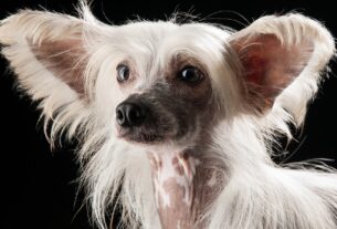 Como Fazer o Cachorro Parar de Latir - 12 Passos