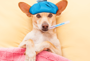 Como Identificar os Sinais de Febre em Cães