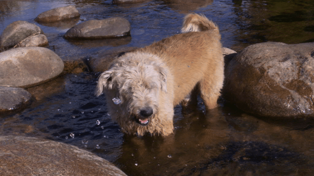 Como Saber se o Cachorro Está com Calor