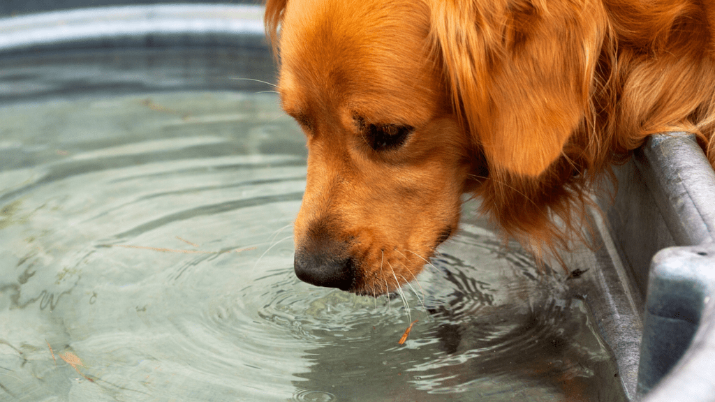 Como Saber se o Cachorro Está com Calor