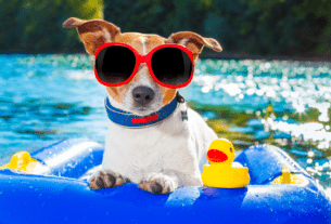 Como Saber se o Cachorro Está com Calor