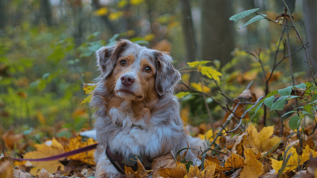 Cuidados com o Pet no Outono