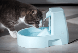 Ensinando Seu Gato a Usar uma Fonte de Água