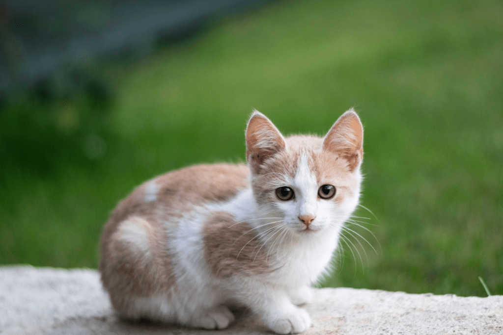 Gatos Tudo Que Você Precisa Saber