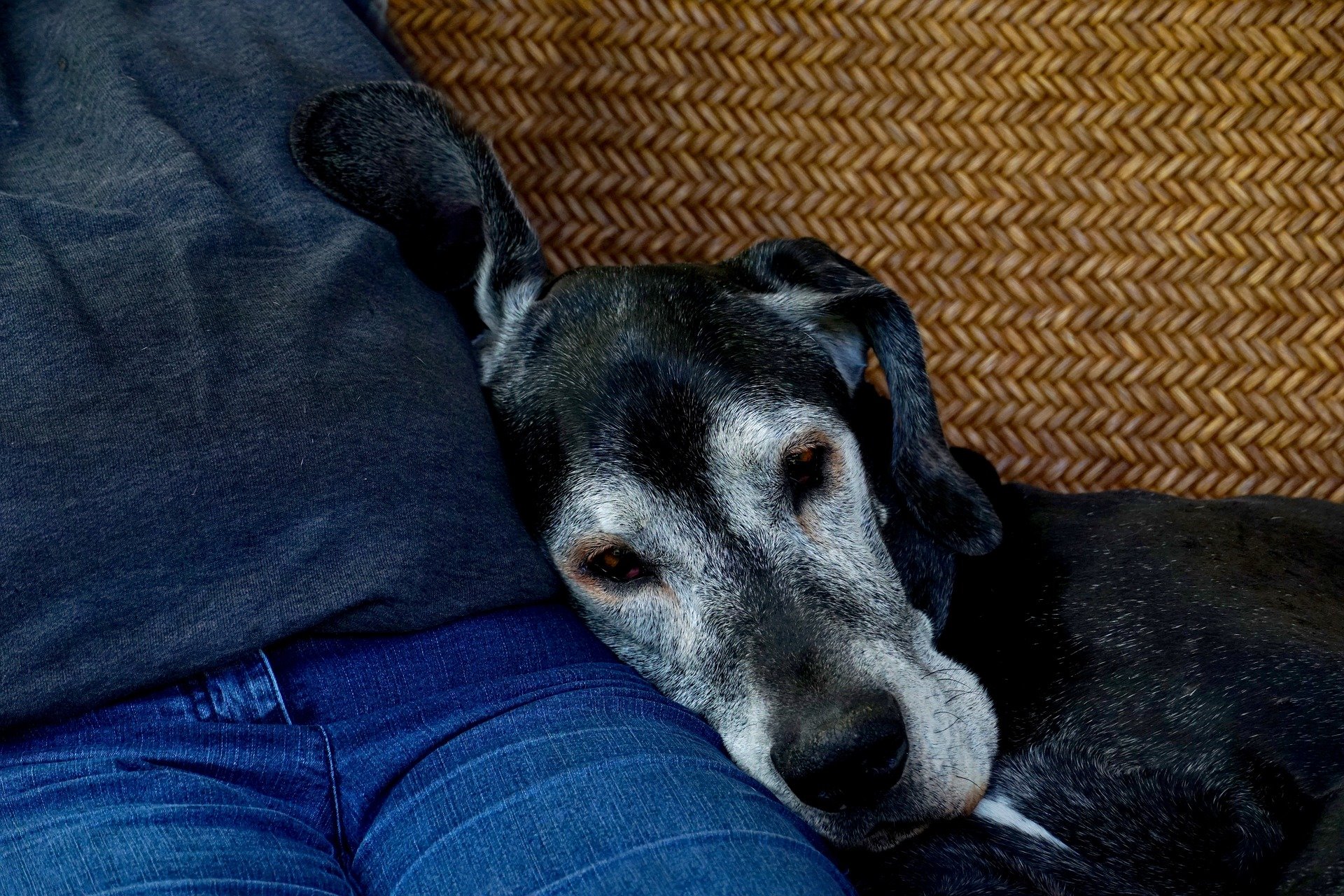 Melhor Ração para Cachorro Idoso 8 Opções