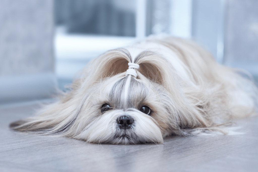 Os 5 Melhores Cachorros para Apartamento