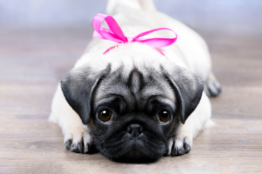 Os 5 Melhores Cachorros para Apartamento