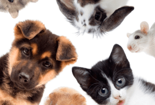 PREVENIR FUGAS DE ANIMAIS DE ESTIMAÇÃO