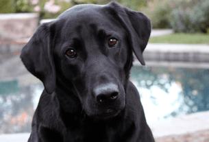 Pedigree de Cachorro Entenda o Que É e Como Fazer