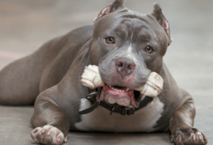 Pitbull é perigoso mesmo