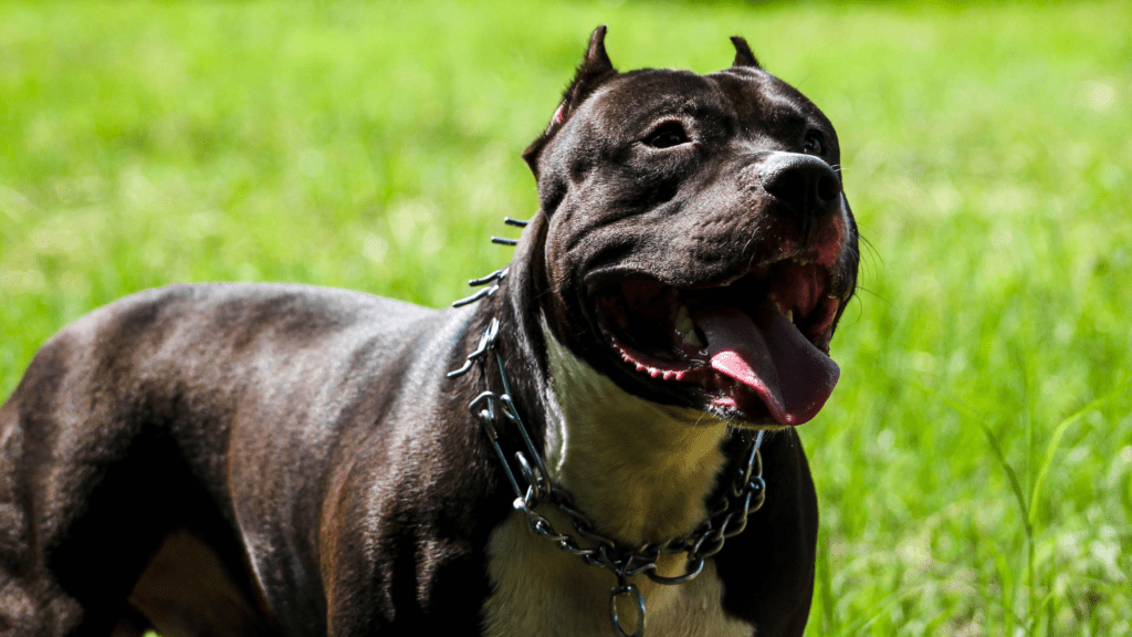 Pitbull é perigoso mesmo