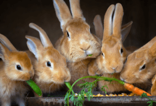 Quantos Filhotes um Coelho Pode Ter
