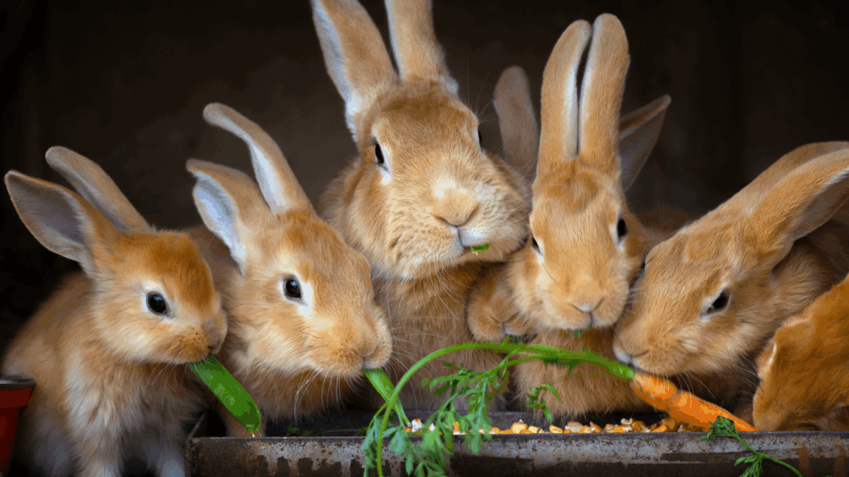 Quantos Filhotes um Coelho Pode Ter