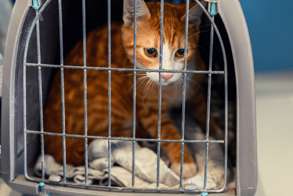 Viajar de Avião com Cachorro ou Gato