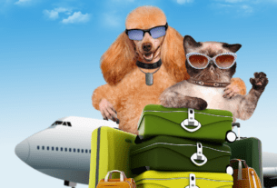 Viajar de Avião com Cachorro ou Gato