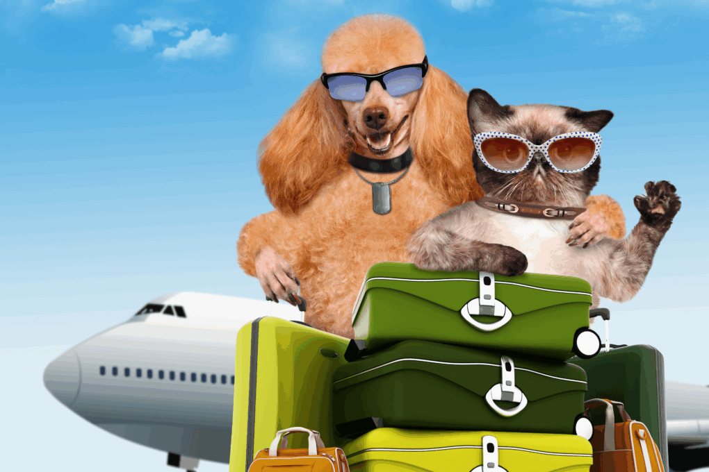 Viajar de Avião com Cachorro ou Gato