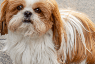 08 dicas fundamentais para Cuidar de um Shih Tzu