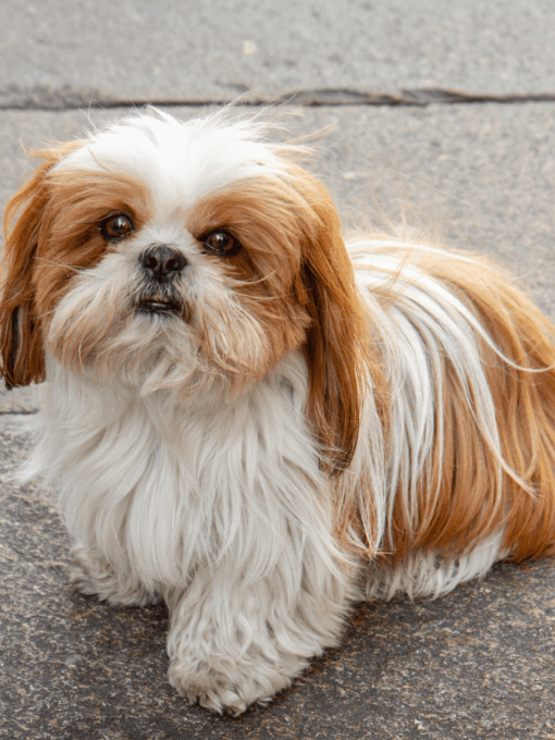 08 dicas fundamentais para Cuidar de um Shih Tzu