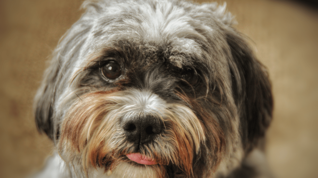 20 Curiosidades sobre a Raça Lhasa Apso