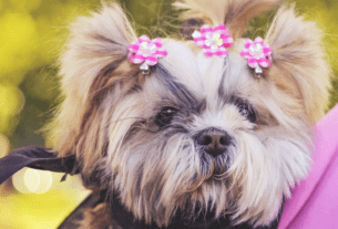 20 Curiosidades sobre a Raça Lhasa Apso