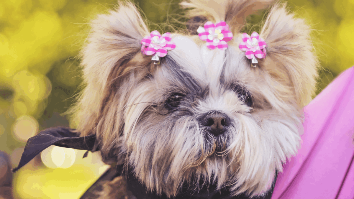 20 Curiosidades sobre a Raça Lhasa Apso