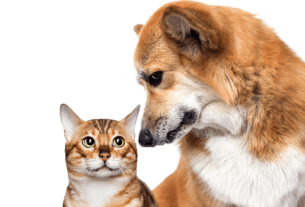 A LINGUAGEM CORPORAL DE SEU PET