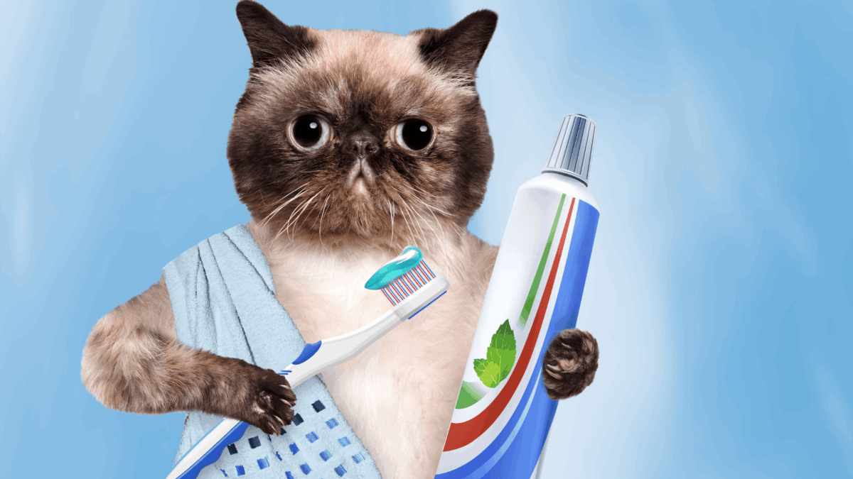 Benefícios da Escovação Dentária para Cães e Gatos