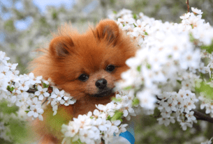 Cachorros Pequenos Vivem Mais