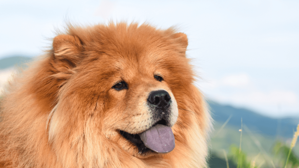 Como Escolher um Pet Certo Para Você