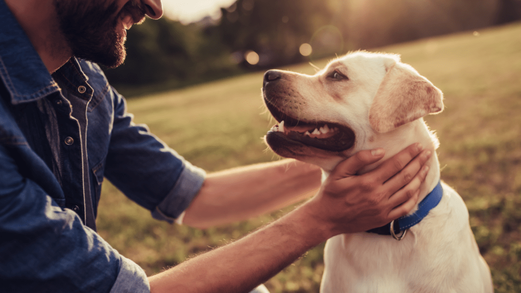 Como Escolher um Pet Certo Para Você