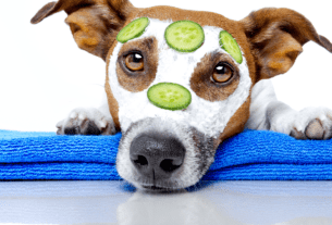 Como Escolher um Pet Certo Para Você