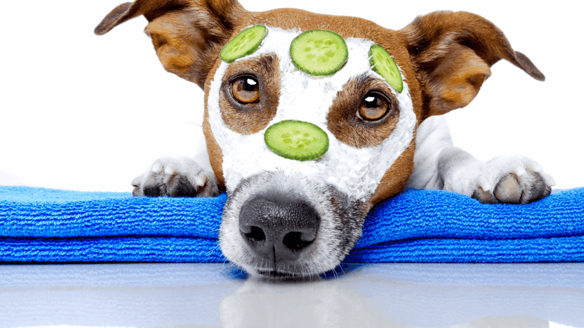 Como Escolher um Pet Certo Para Você