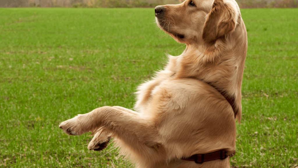 Como Treinar o Seu Pet Desde Pequeno