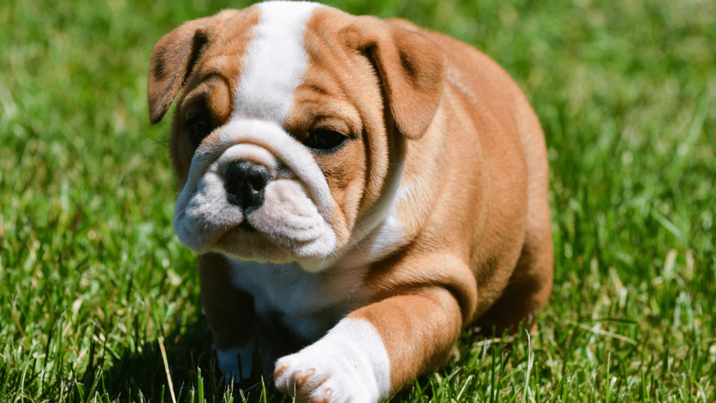 Como Treinar o Seu Pet Desde Pequeno