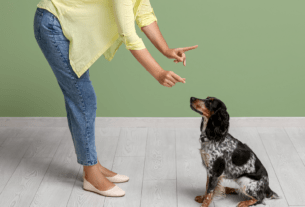 Como Treinar o Seu Pet Desde Pequeno