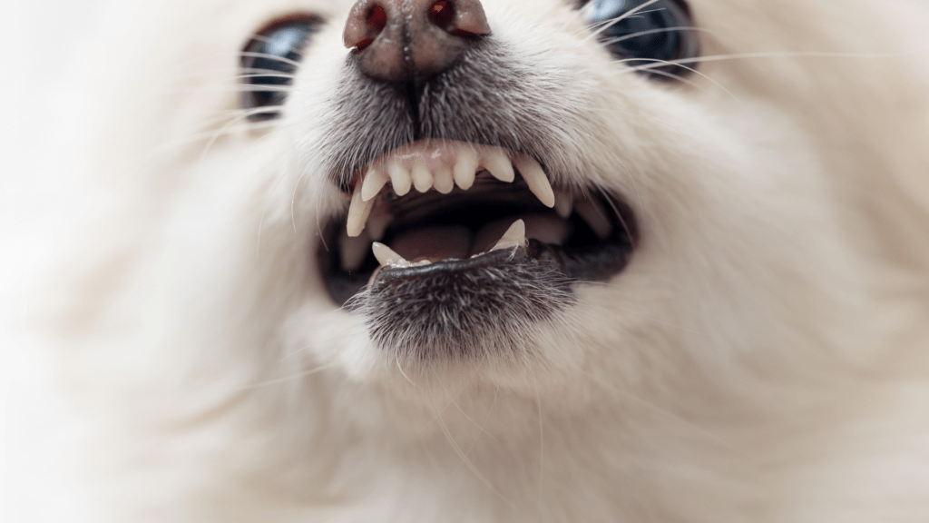 Como corrigir latidos noturnos de cachorro