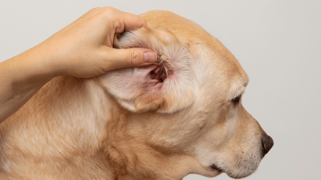 Cuidados na Higiene das Orelhas dos Cães