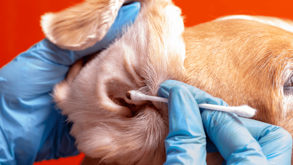 Cuidados na Higiene das Orelhas dos Cães