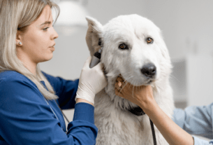 Cuidados na Higiene das Orelhas dos Cães