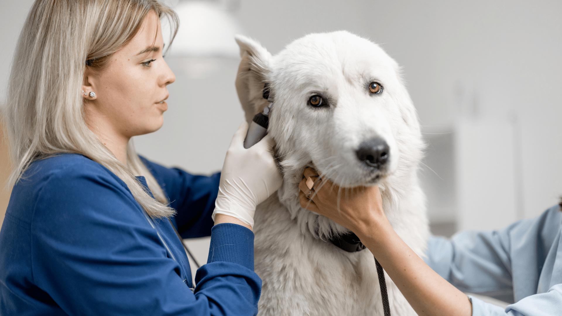 Cuidados na Higiene das Orelhas dos Cães