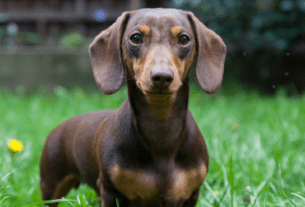 Dachshund Amantes de Cães Salsicha