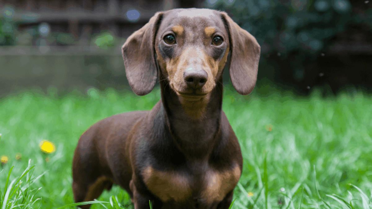 Dachshund Amantes de Cães Salsicha