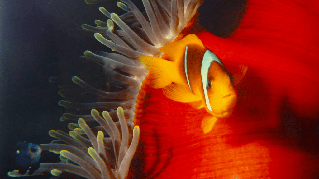 O Mundo Fascinante do Peixe-Palhaço