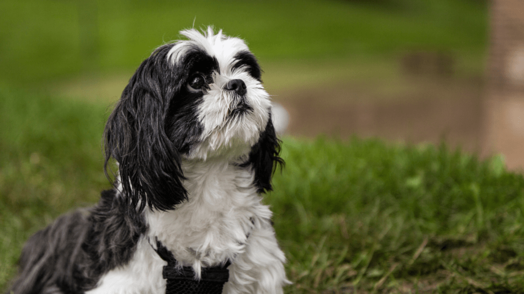 Quais as Vantagens de Ter um Shih Tzu